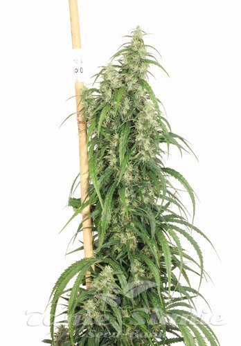Nasiona Marihuany Mekong High - DUTCH PASSION