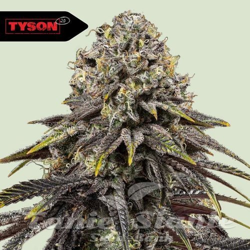 Nasiona Marihuany Dynamite Diesel - ROYAL QUEEN SEEDS X TYSON 2.0