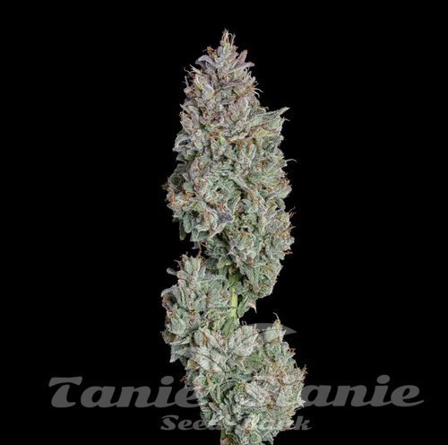 Easy Button Auto - HAPPY VALLEY GENETICS