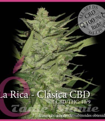 Nasiona Marihuany La Rica Clásica CBD - ELITE SEEDS