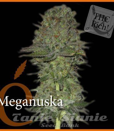 Nasiona Marihuany Meganuska - ELITE SEEDS