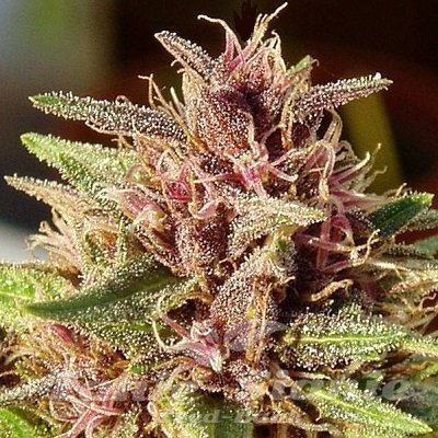 Nasiona Marihuany Erdpurt - ACE SEEDS