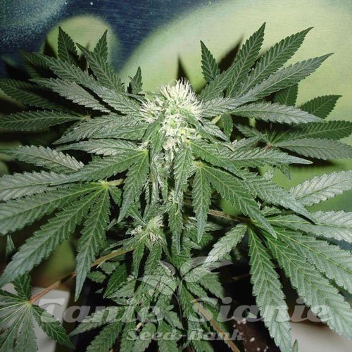 Nasiona Marihuany Homegrown Lowryder Auto - FANTASEEDS