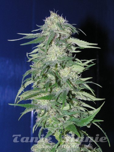 Nasiona Marihuany K2 - FANTASEEDS