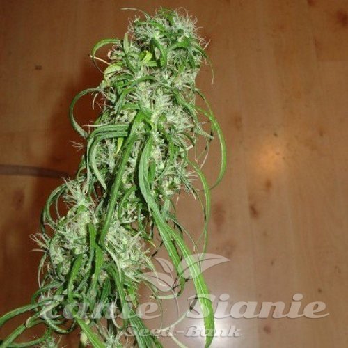Nasiona Marihuany SPR Haze - FANTASEEDS