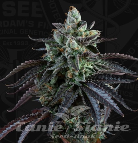 Nasiona Marihuany French Macaron Auto - T.H. SEEDS