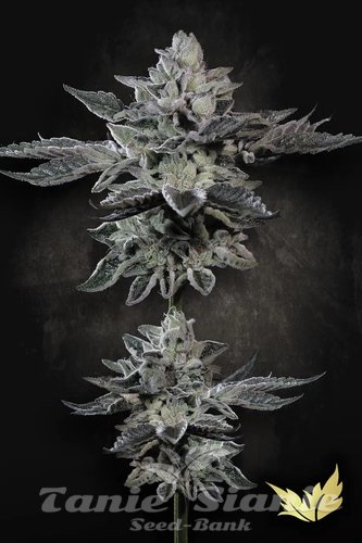 Nasiona Marihuany G-Force - PARADISE SEEDS
