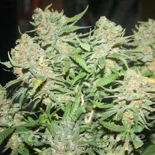 G13 Auto