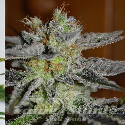 Nasiona Marihuany Double Black - G13 LABS