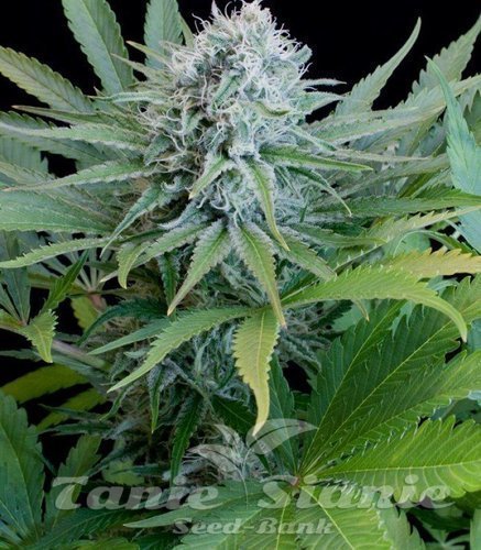 Nasiona Marihuany Peach Puree CBD - G13 LABS