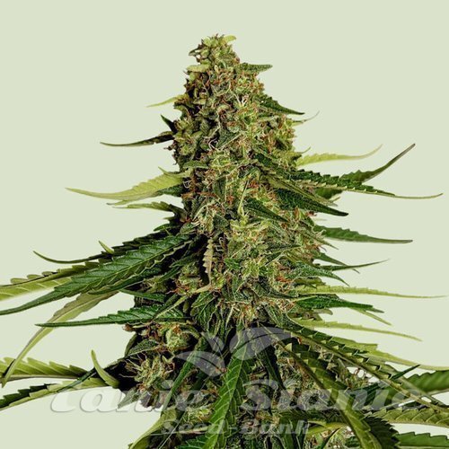 Nasiona Marihuany Gaia F1 - ROYAL QUEEN SEEDS