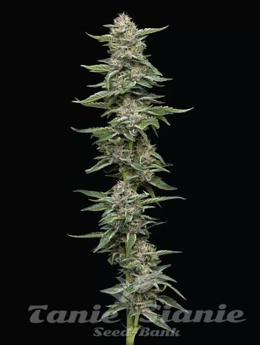 Garlic Budder - HUMBOLDT SEED COMPANY