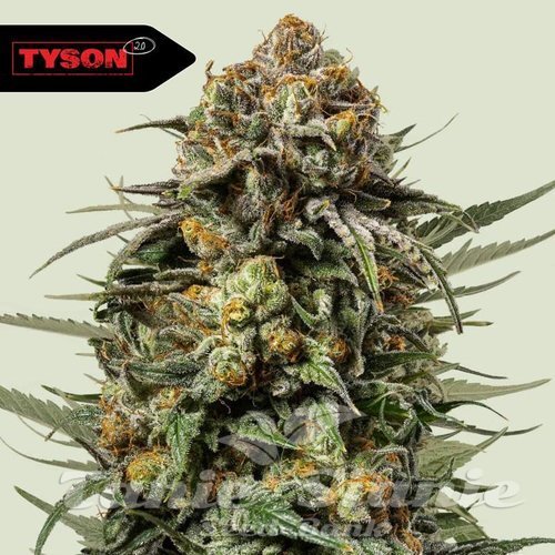 Nasiona Marihuany Gelato 44 - ROYAL QUEEN SEEDS X TYSON 2.0