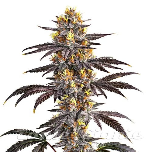 Gelato - BLIMBURN SEEDS