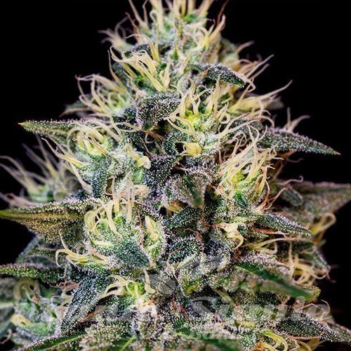 Gelato Cookies - BIOGENETIC