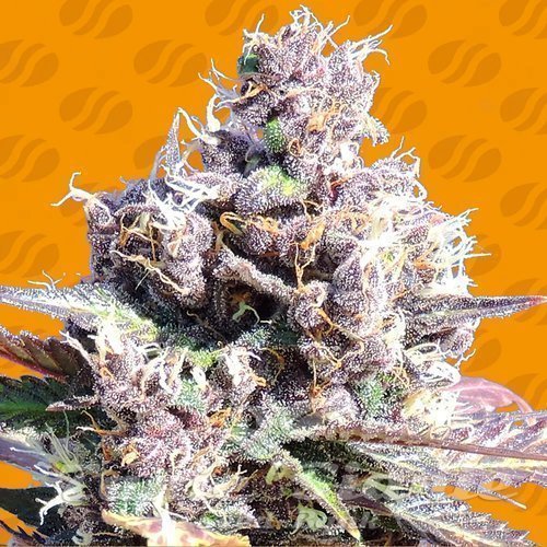 Nasiona Marihuany Gelato - ORIGINAL SENSIBLE SEEDS