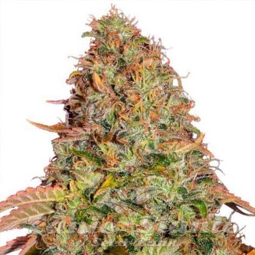 Gelato x Gorilla Glue