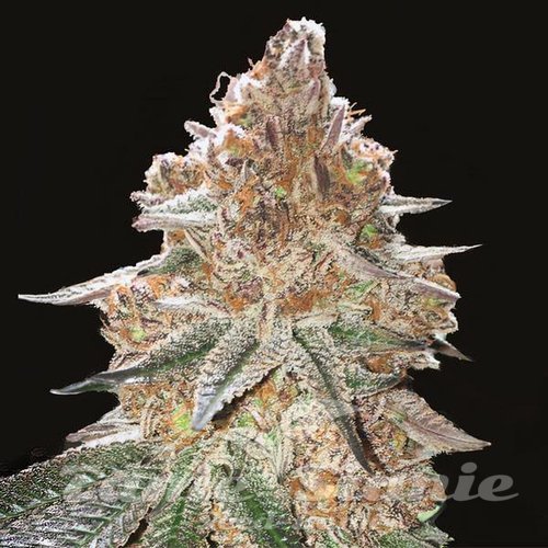Gelato x Gorilla Glue Auto