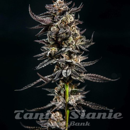 Gelatomo - ELEV8 SEEDS