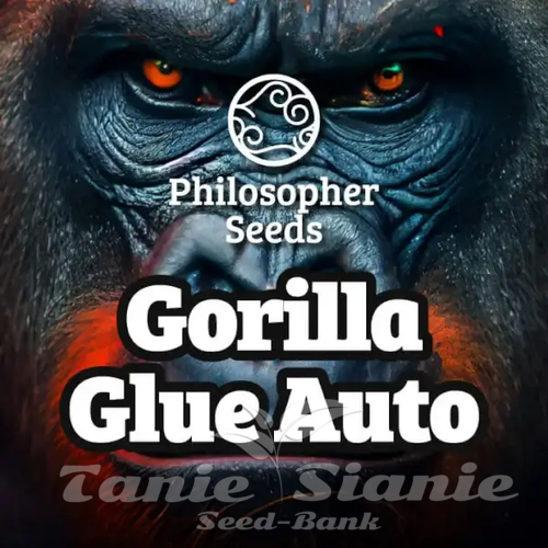 Nasiona Marihuany GG#4 Auto - PHILOSOPHER SEEDS