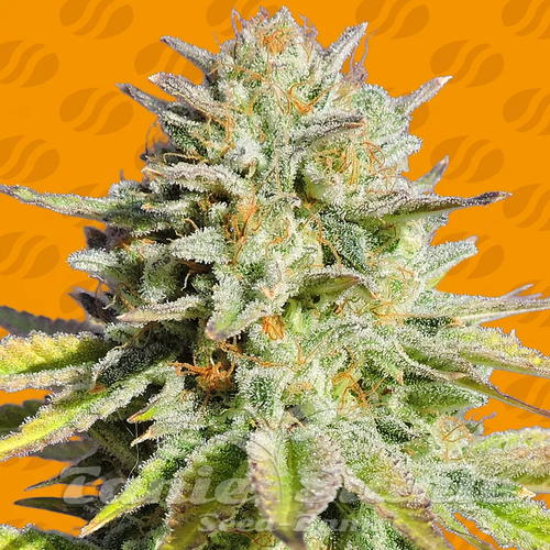Nasiona Marihuany GG 4 Original Glue - ORIGINAL SENSIBLE SEEDS