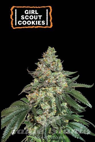 Girl Scout Cookies Auto - SEED STOCKERS