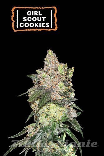 Girl Scout Cookies - SEED STOCKERS