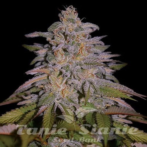 Nasiona Marihuany Glazed Gushers - G13 LABS