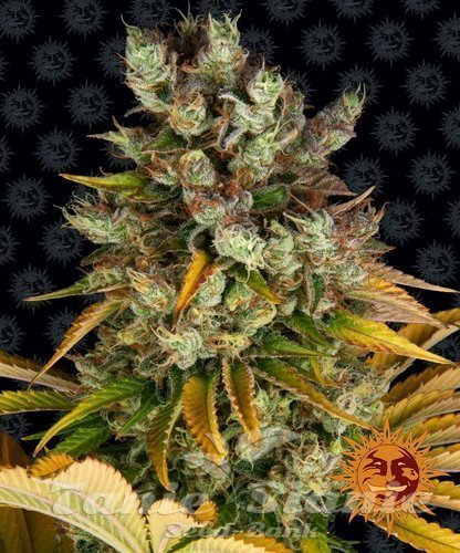 Nasiona Marihuany GMO - BARNEY'S FARM