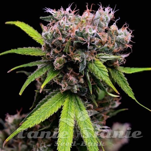 Golden Pineapple S1 - Green Bodhi