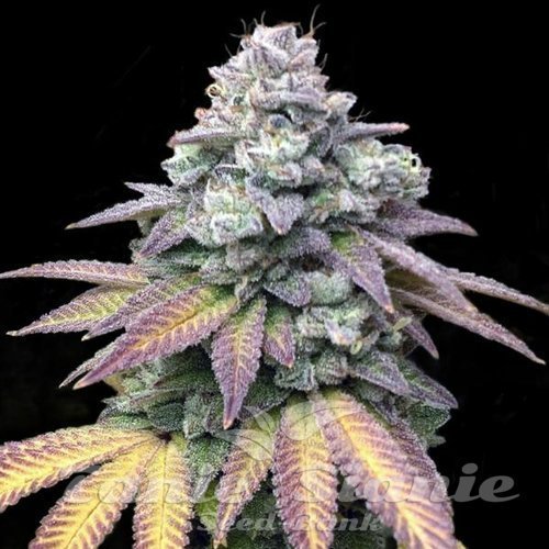 Gorilla Cookies