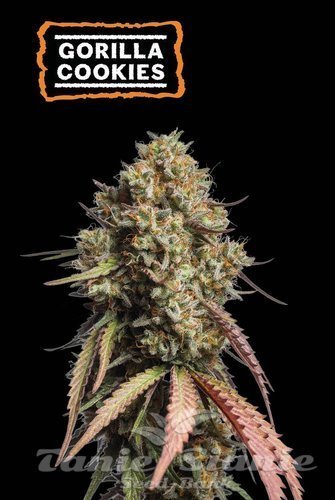 Gorilla Cookies Auto - SEED STOCKERS