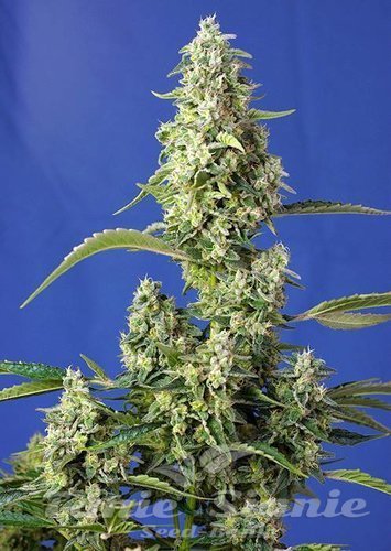 Nasiona Marihuany Gorilla Girl XL Auto - SWEET SEEDS