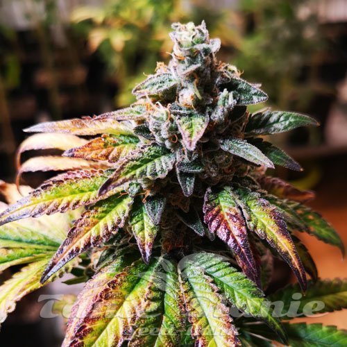 Gorilla Glue #4