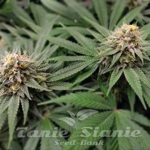 Gorilla Glue #4 Auto