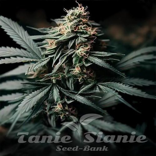 Gorilla Glue F1 Auto
