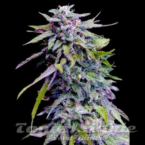 Grandaddy Purple
