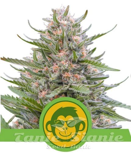 Nasiona Marihuany Grape Ape Auto - ROYAL QUEEN SEEDS