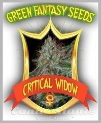 Nasiona Marihuany Critical Widow - GREEN FANTASY SEEDS
