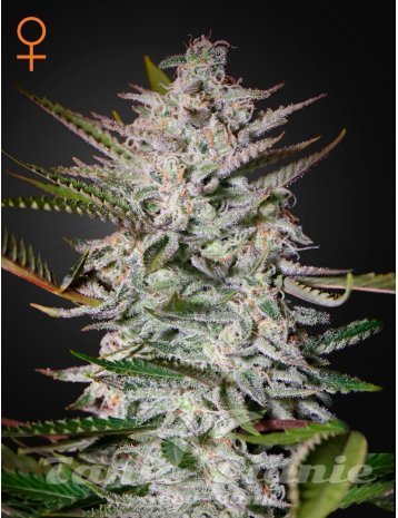 Nasiona Marihuany Holy Punch - GREEN HOUSE SEEDS