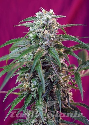 Nasiona Marihuany Green Poison Auto - SWEET SEEDS