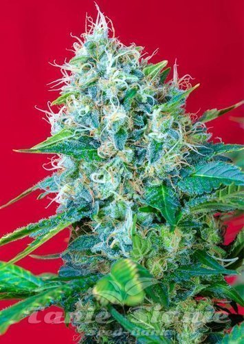 Nasiona Marihuany Green Poison - SWEET SEEDS