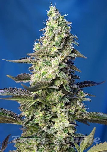 Nasiona Marihuany Green Poison XL Auto - SWEET SEEDS