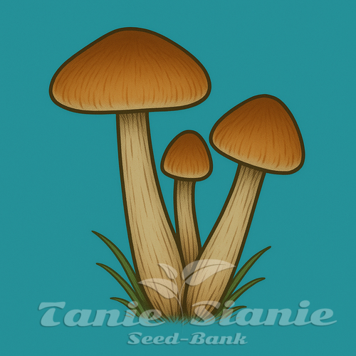 Growkit McKennaii Full Auto