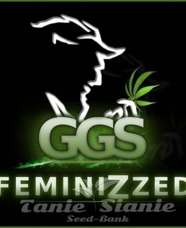 Nasiona Marihuany Grzech Grow Seeds - Guerilla Gold x White Widow (Fast Version)