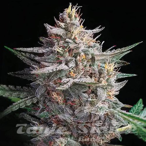 Hellfire Auto