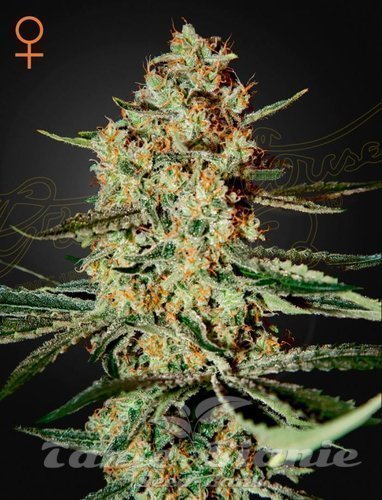 Nasiona Marihuany Himalaya Gold - GREEN HOUSE SEEDS