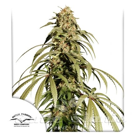 Nasiona Marihuany Ice Cream Haze - DUTCH PASSION