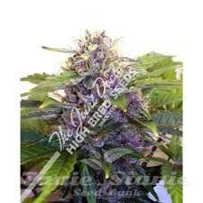 Nasiona Marihuany Purple Ryder - JOINT DOCTOR'S