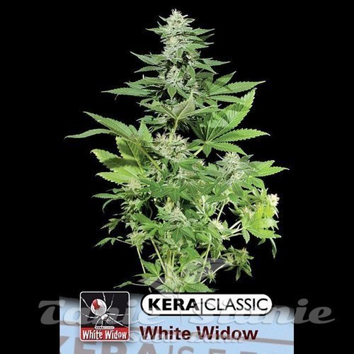 Nasiona Marihuany White Widow - KERA SEEDS